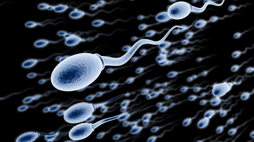 How to Increase Sperm Count - What to Do to Increase Sperm Count and Check Sperm Count?